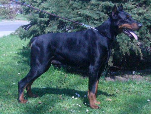 Glor Abba-Sonia | Black Doberman Pinscher