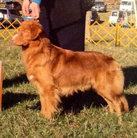 Avatar´s Best of the Best at Pikkinokka´s | Nova Scotia Duck Tolling Retriever 