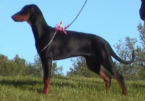 Doberpride's Black La Femme | Black Doberman Pinscher