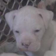 The Kidd of Liverpool | American Bulldog 