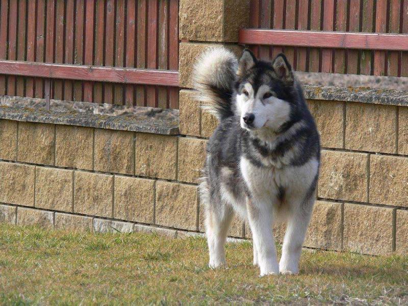 Calsee Ledovy trpyt | Alaskan Malamute 