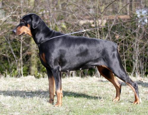 Enza v.d. Donauhoeve | Black Doberman Pinscher