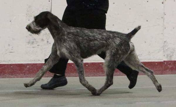 Blueline's Grand Finale | German Wirehaired Pointer 