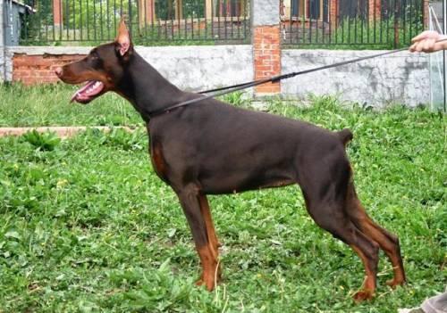 Dana del Grafixa | Brown Doberman Pinscher