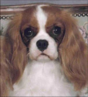 Sheeba Go For The Gold | Cavalier King Charles Spaniel 