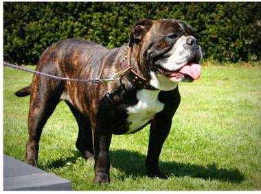 Flinstonebulls Jildou | Olde English Bulldogge 