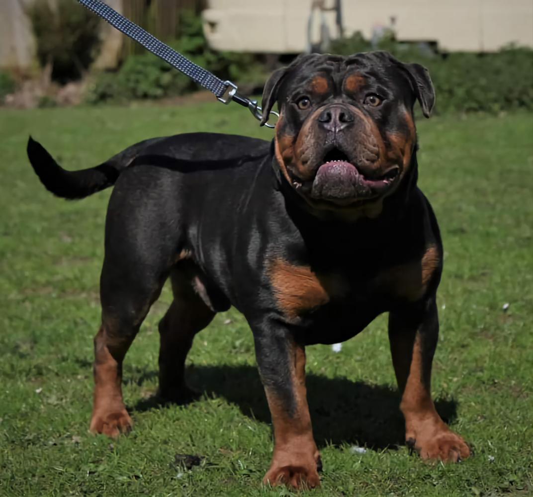 Genetic Bullz Colt @ Cuckoo Woods | Olde English Bulldogge 