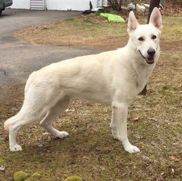 Twinpath Winterfelt | White Swiss Shepherd Dog 