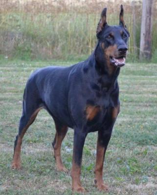 Xtarina di Altobello | Black Doberman Pinscher