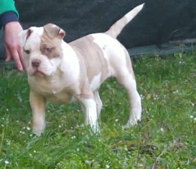 Masterbull Turi | American Bulldog 