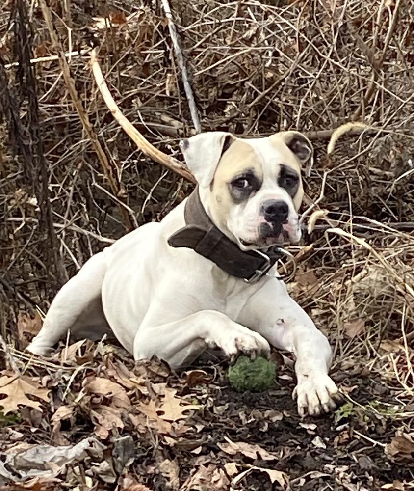 Yankee Duchess Helene de Troie | American Bulldog 