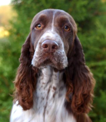 Out of Time vom Springer-Clan | English Springer Spaniel 