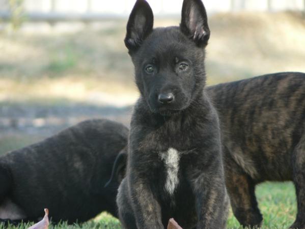 Branco Van Kampftrieb | Dutch Shepherd 