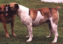 Ysterberg Mouzer Lompies | African Boerboel 