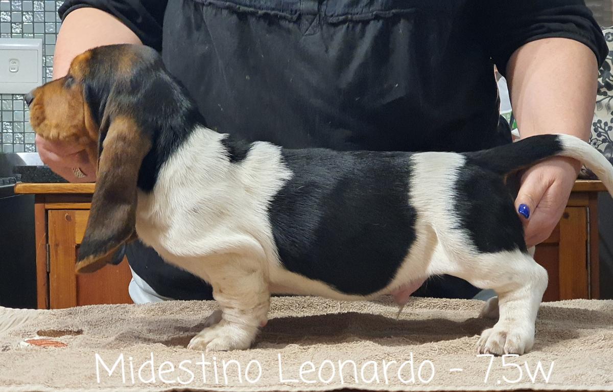 Midestino Leonardo | Basset Hound 