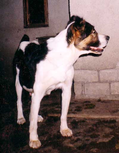 Dashi | Central Anatolian Shepherd Dog 