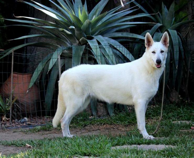 Arielle Albus Von Taglischindorf | White Swiss Shepherd Dog 