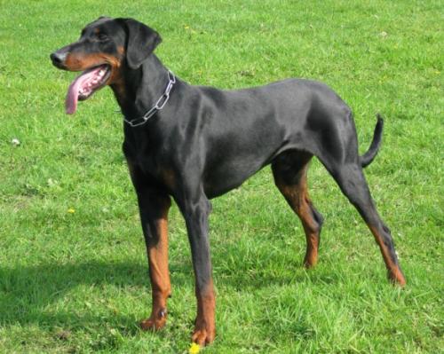 Coach v.h. Donauhof | Black Doberman Pinscher