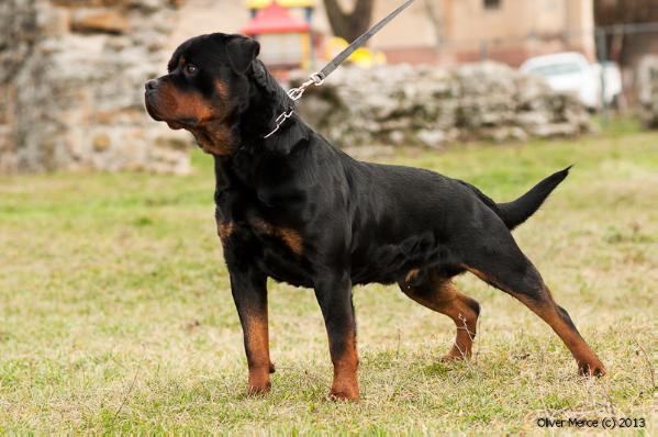 Timo Caterine's Dream | Rottweiler 