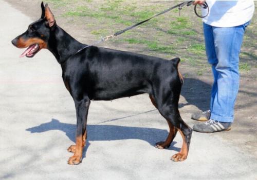 Lizzy del Fiorsilva | Black Doberman Pinscher