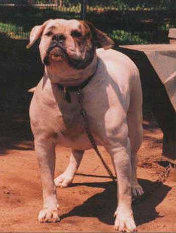 Wheeler's Bully Deenine | American Bulldog 