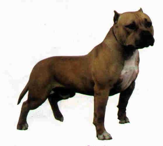Villalobo's Apolo | American Staffordshire Terrier 