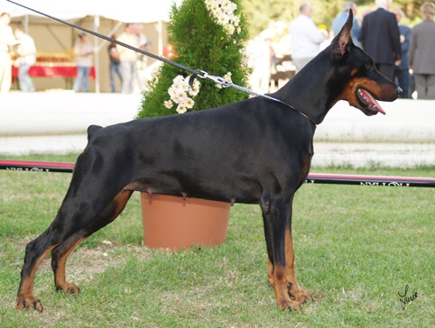 Dell'Arco Azzurro Era | Black Doberman Pinscher