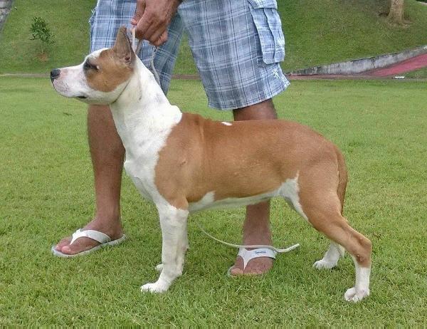 Rallye Serra da Mata &amp; Wytorias Kennel | American Staffordshire Terrier 