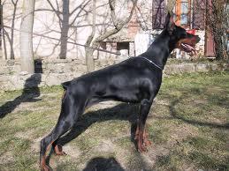 Luna del Diamante Nero | Black Doberman Pinscher