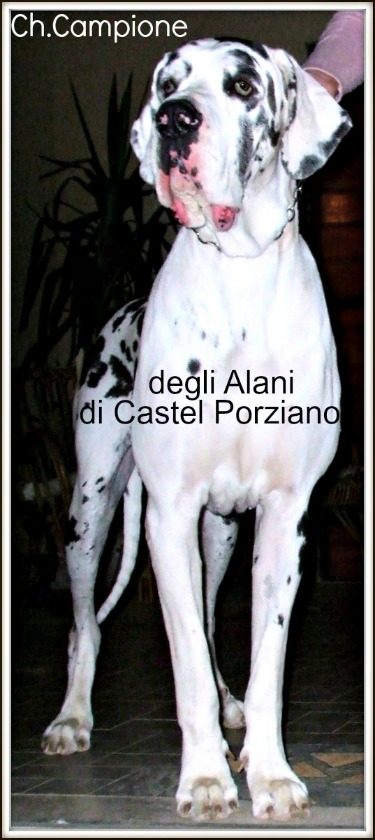 CAMPIONE-A (degli ALANI di CASTEL PORZIANO) | Great Dane 