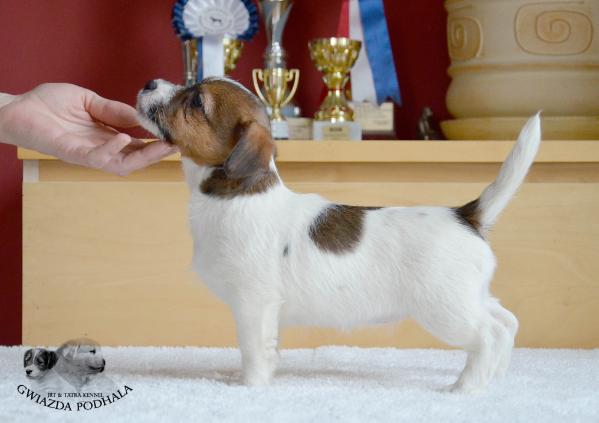 KRESECZKA Gwiazda Podhala | Jack Russell Terrier 