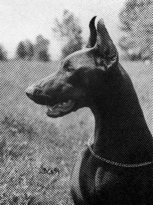 Felox Arzen | Brown Doberman Pinscher