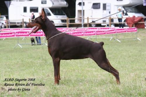 Raissa Rivien del Fiorsilva | Brown Doberman Pinscher