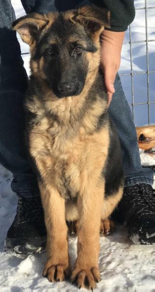 Lukara vom ostland | German Shepherd Dog 