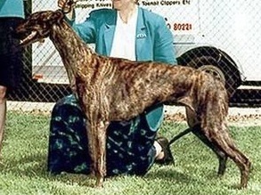 Sobers Aquatica | Greyhound 