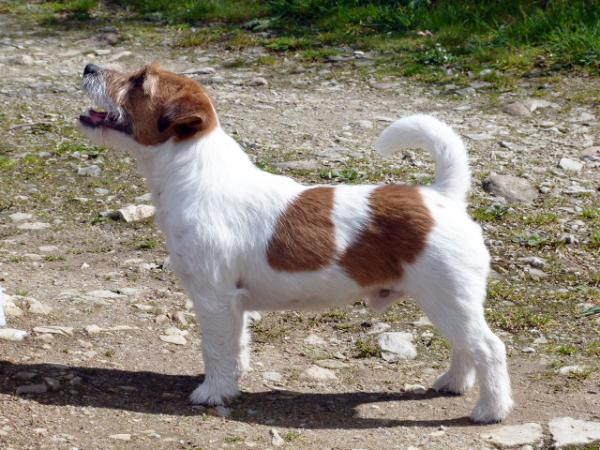 Saltisgardens Sir Toby | Jack Russell Terrier 