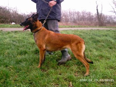 Sylvia des Contes d'Hoffmann | Belgian Malinois 