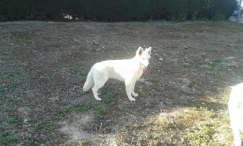 Sarabi Isbilia | White Swiss Shepherd Dog 