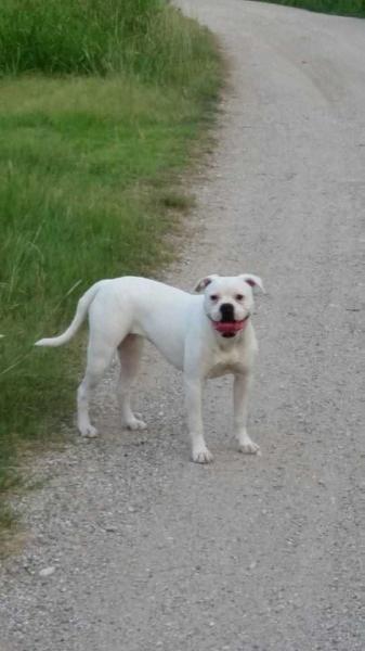 Warrior AB's Rotten Roxi @ Rockin' B Farms | American Bulldog 