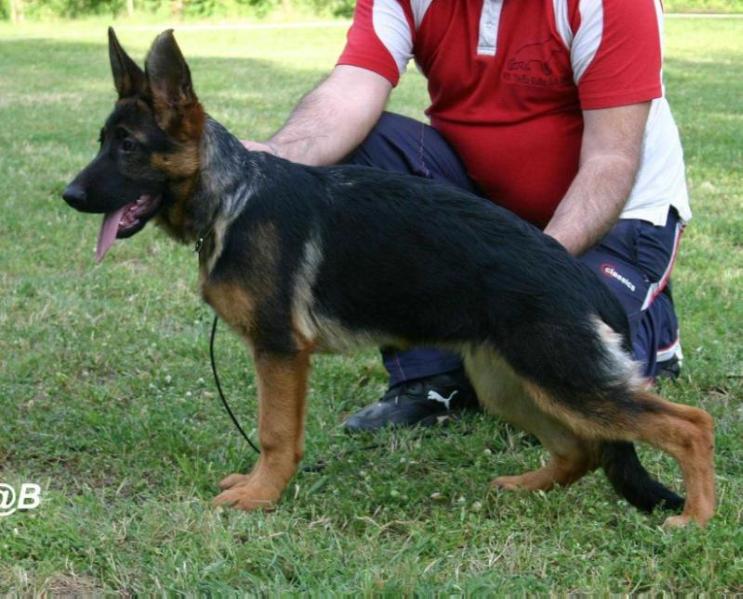 Gana von Rotae Land | German Shepherd Dog 