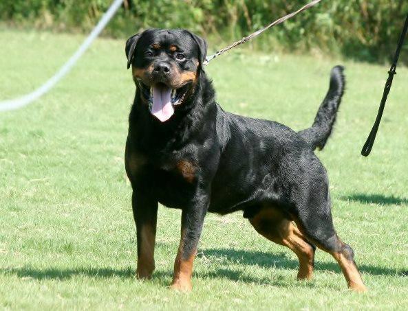 Aron von Verschez Berg | Rottweiler 