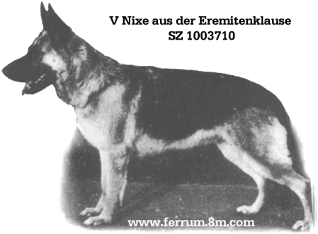 Nixe aus der Eremitenklause | German Shepherd Dog 