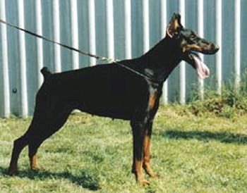 Galiba-Girl King of Darkness | Black Doberman Pinscher