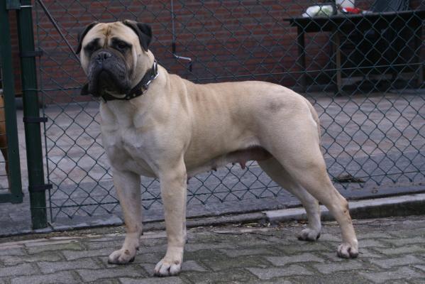 Grease Lightning v. Gladakker Hof | Bullmastiff 