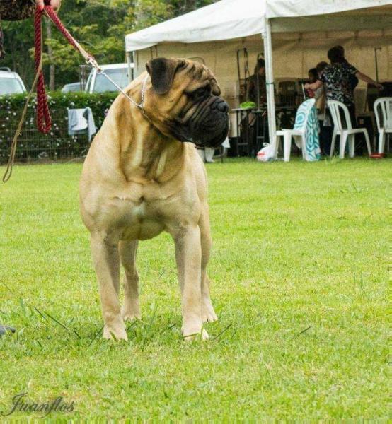 ISHANA'S A CUT ABOVE | Bullmastiff 