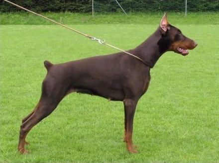 Honey of Blackmagic Land | Brown Doberman Pinscher