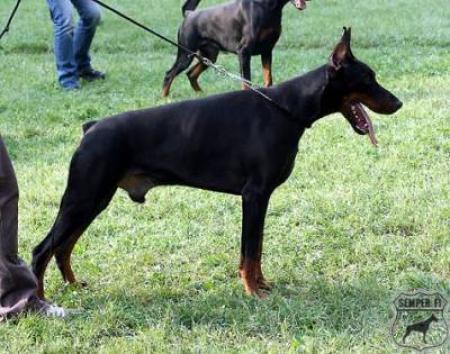 Sancho Reny Gomez del Fiorsilva | Black Doberman Pinscher