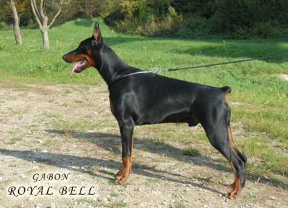 Gabon Royal Bell | Black Doberman Pinscher