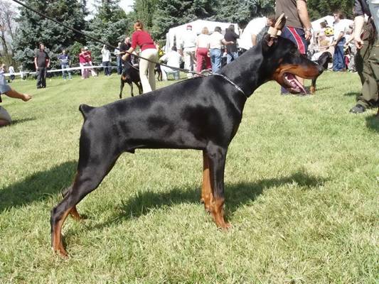 Ybn Fadlan the Warrior v. Hunnoterra | Black Doberman Pinscher