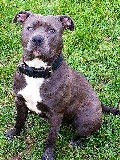 Hatika | American Staffordshire Terrier 